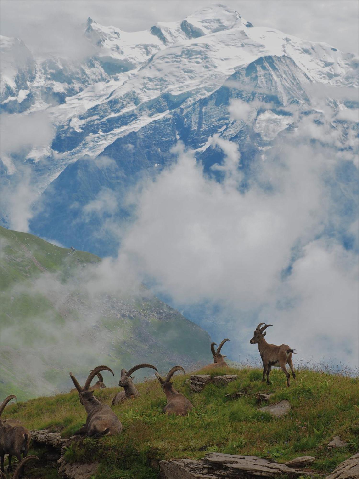 Chalet Arpitan - Les Carroz - Grand Massif Esterno foto
